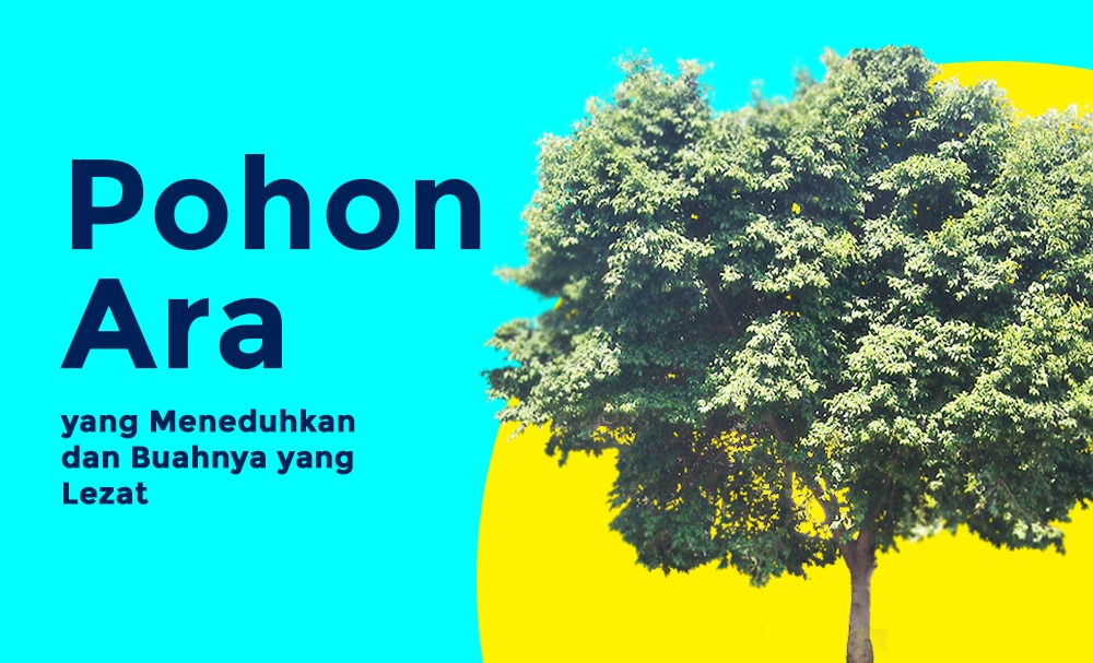 Pohon Ara Yang Meneduhkan & Buahnya Yang Lezat